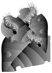 宮古弁 2008 04 geidaga.jpg