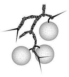 宮古弁 2008 12 hakkagemomo.jpg